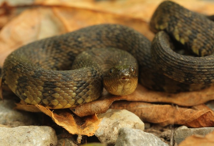 Mississippi Green Water Snake